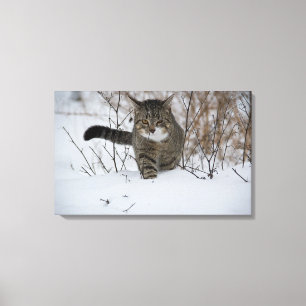 winterkattencanvas canvas afdruk