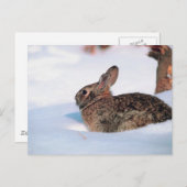 Winterkonijn Briefkaart (Voorkant / Achterkant)
