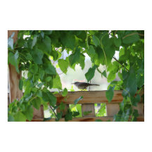 Winterkoning in prieel