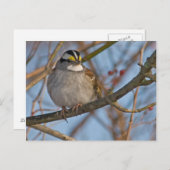 Wintermest-Briefkaart Briefkaart (Voorkant / Achterkant)