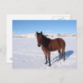 Winterpaard Briefkaart (Voorkant / Achterkant)