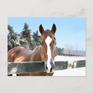 Winterpaard Briefkaart