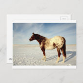 Winterpaard Briefkaart (Voorkant / Achterkant)
