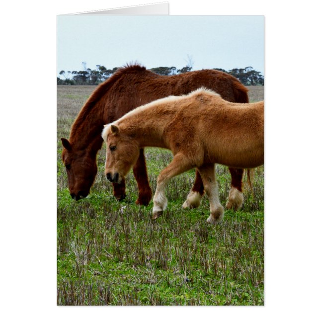 Winterpoly-paarden, (Voorkant)