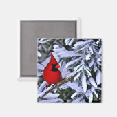 Winterrode kardinaal magneet (Voorkant / Achterkant)