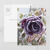 WinterRoos2 Briefkaart (Voorkant / Achterkant)