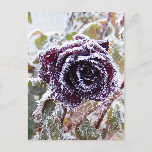 WinterRoos2 Briefkaart (Voorkant)