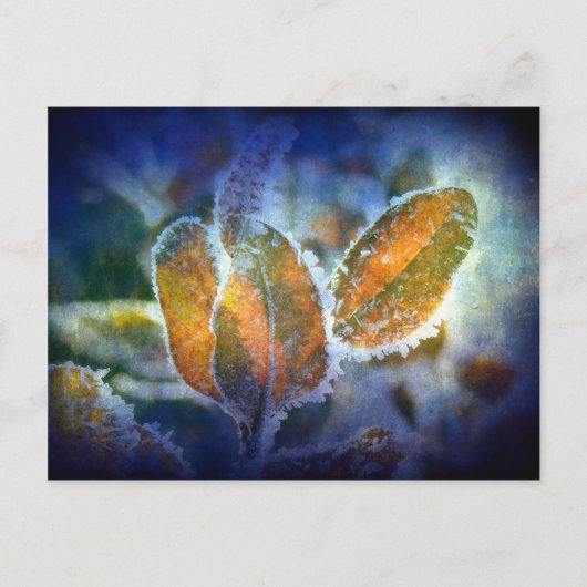 Winter's Chill Briefkaart (Voorkant)