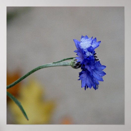 Winter's Chill Poster (Voorkant)