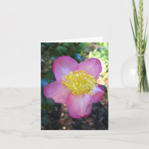 Winters Star Camelia Photo Folk Note Card