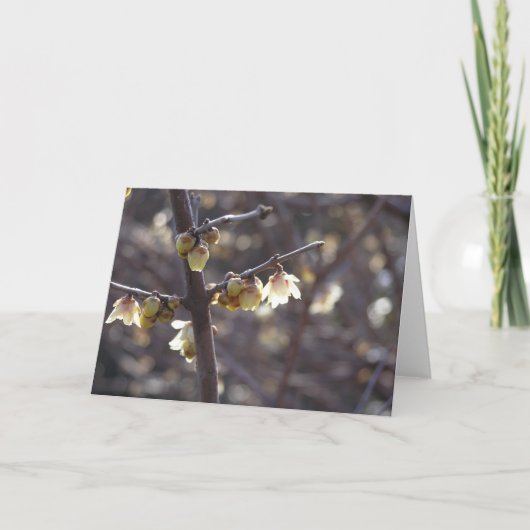 Wintersweet (Chimonanthus praecox) kaart (Voorkant)