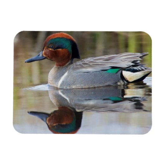 Wintertaling Magneet (Horizontaal)