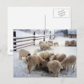 Wintertijd voor geiten briefkaart (Voorkant / Achterkant)
