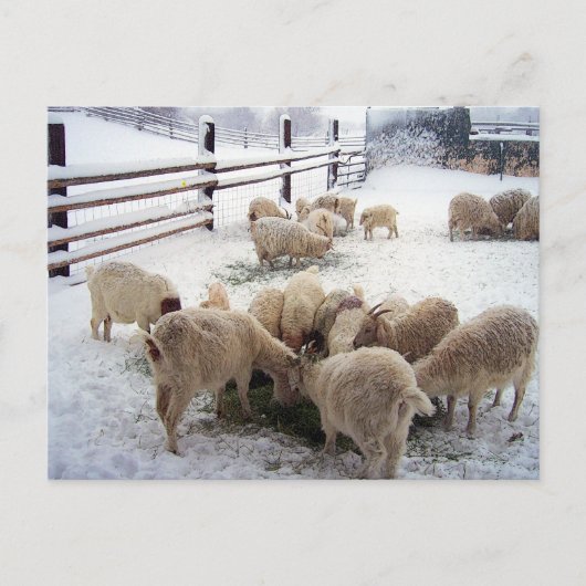Wintertijd voor geiten briefkaart (Voorkant)