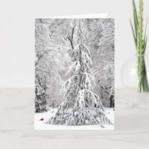 Wintervakantiekaart: Boston Public Garden-park Feestdagen Kaart