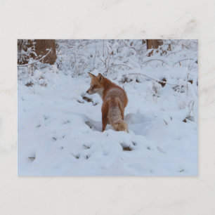 Wintervos Briefkaart