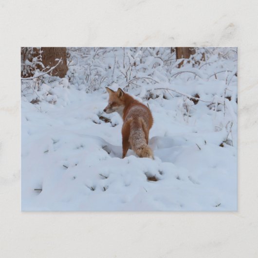Wintervos Briefkaart (Voorkant)