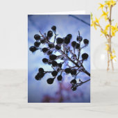 Wintervries, kaart (Gele Bloem)