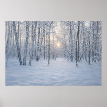 Winterzonlicht in stil berkenbos