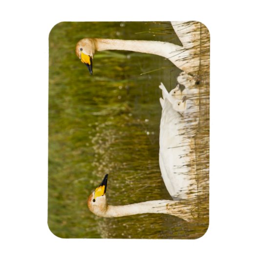 Wioper zwaan met cygnets in IJsland. Magneet (Verticaal)