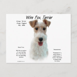 Wire Fox Terrier Geschiedenis; over draadvos terri Briefkaart