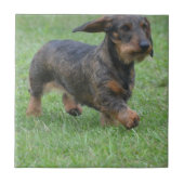 Wire Haire Dachshund Tegeltje (Voorkant)