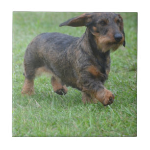 Wire Haire Dachshund Tegeltje