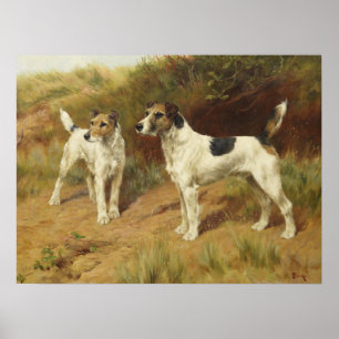 Wire Haire Terriers van Thomas Blinks Poster