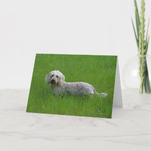 Wire-haired StandaardTekkel in Gras Kaart