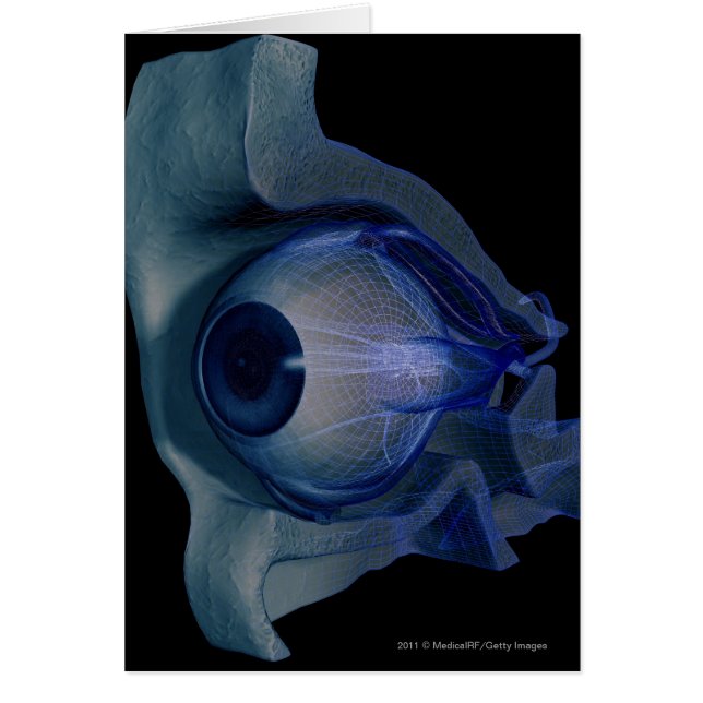 wireframe 3d des muscles d'oeil dans une orbite (Devant)