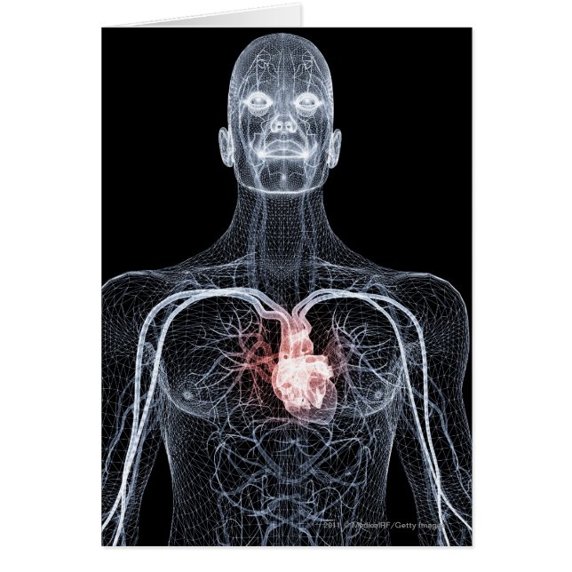 Wireframe des vaisseaux sanguins dans le corps (Devant)