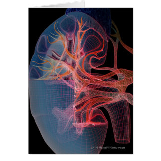 Wireframe van de binnenkant van een nier