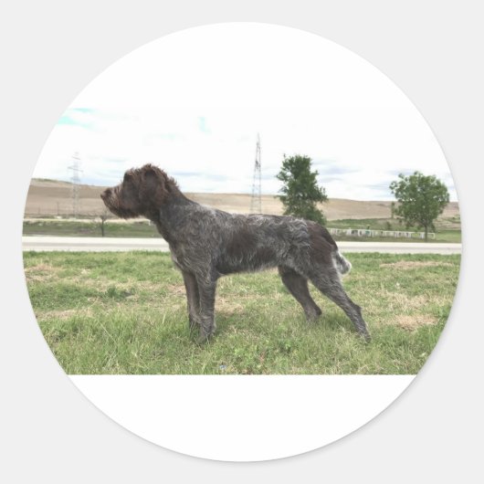 Wirehaered Pointing Griffon Sticker (Voorkant)