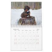 Wirehaire Dachshund Calendar Kalender (Feb 2026)