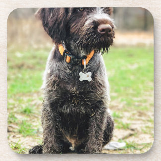 Wirehaire gericht op Griffon puppy Onderzetter