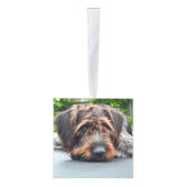 Wirehaired Pointer Dog Two Photo Christmas Holiday Kubus Ornament (Rechts)