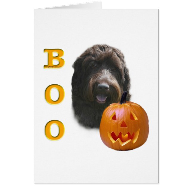 Wirehaired Pointing Griffon Boo (Voorkant)