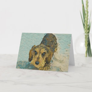 wirehaired tekkel kaart