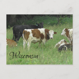 Wisconsin Briefkaart met foto van Koe in Pasture