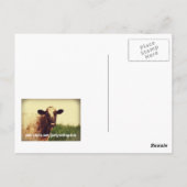 Wisconsin Cow Photo Briefkaart (Achterkant)