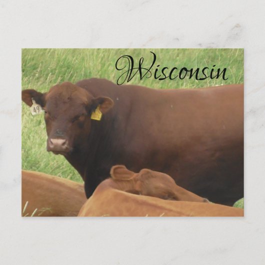 Wisconsin Koe foto Souvenir Briefkaart (Voorkant)