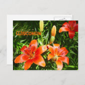 Wisconsin Lillies Briefkaart (Voorkant / Achterkant)