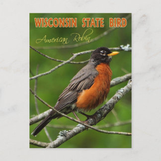 Wisconsin State Bird - American Robin Briefkaart