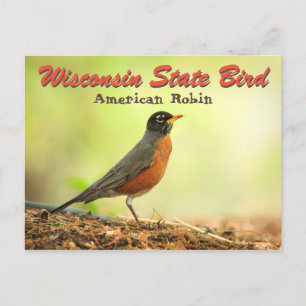 Wisconsin State Bird Robin Briefkaart