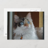 Wisdom kijkt op Briefkaart (Voorkant / Achterkant)