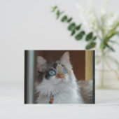 Wisdom recherche carte postale (Debout devant)