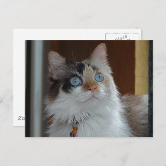 Wisdom recherche carte postale (Devant / Derrière)