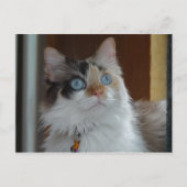 Wisdom recherche carte postale (Devant)