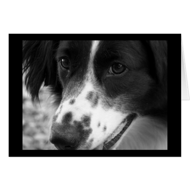 Wise Dog (Voorkant Horizontaal)