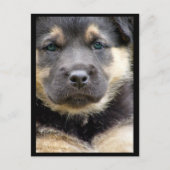 Wise Eyes Briefkaarten (Voorkant)